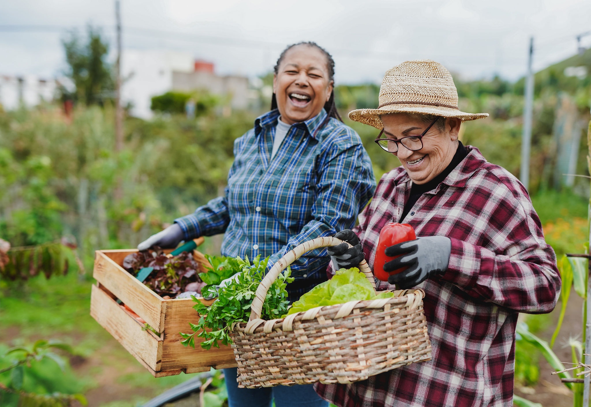 Female farmer friends picking up fresh organic vegetables