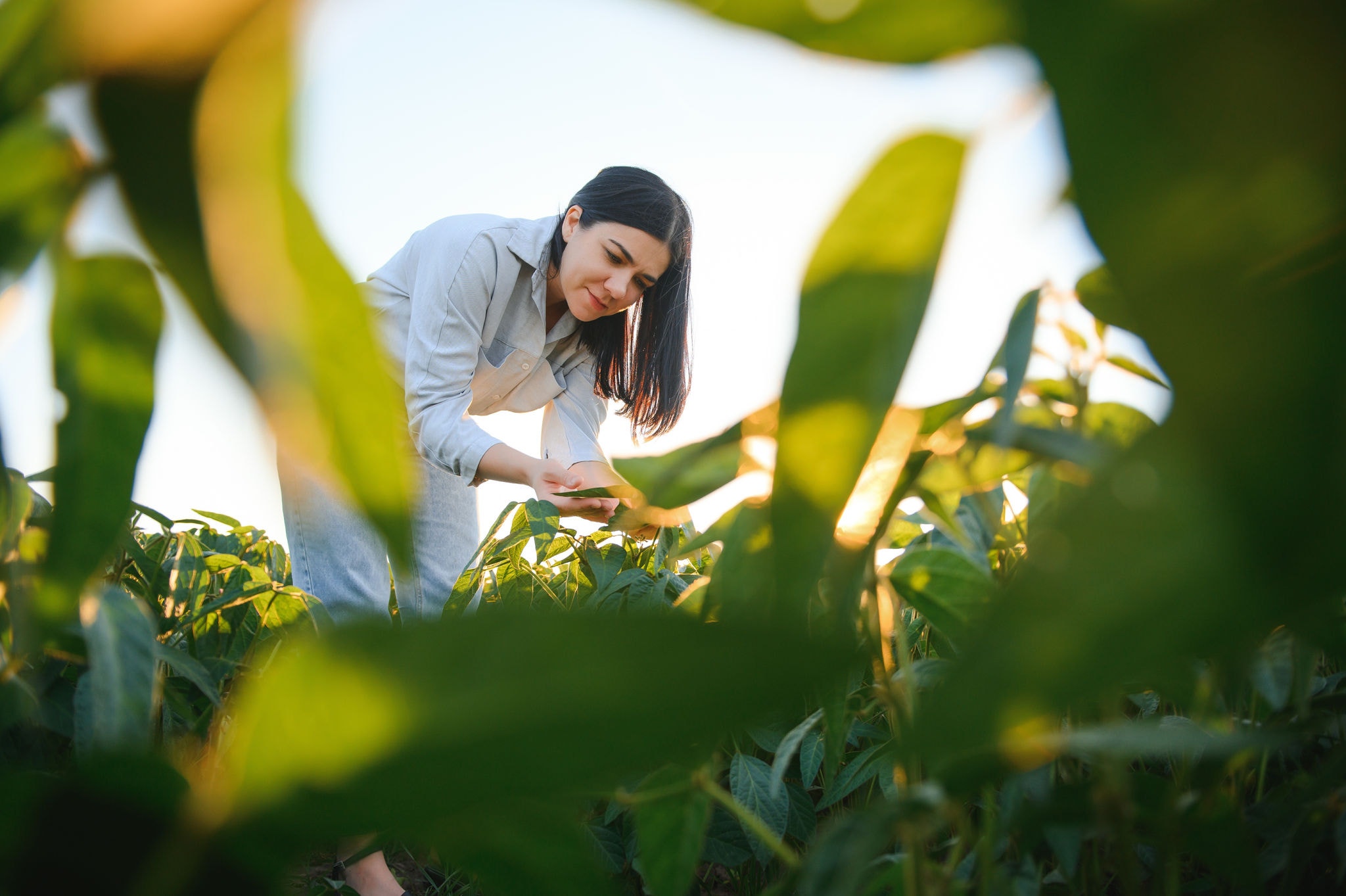 Female farm worker inspecting soy at field summer evening time