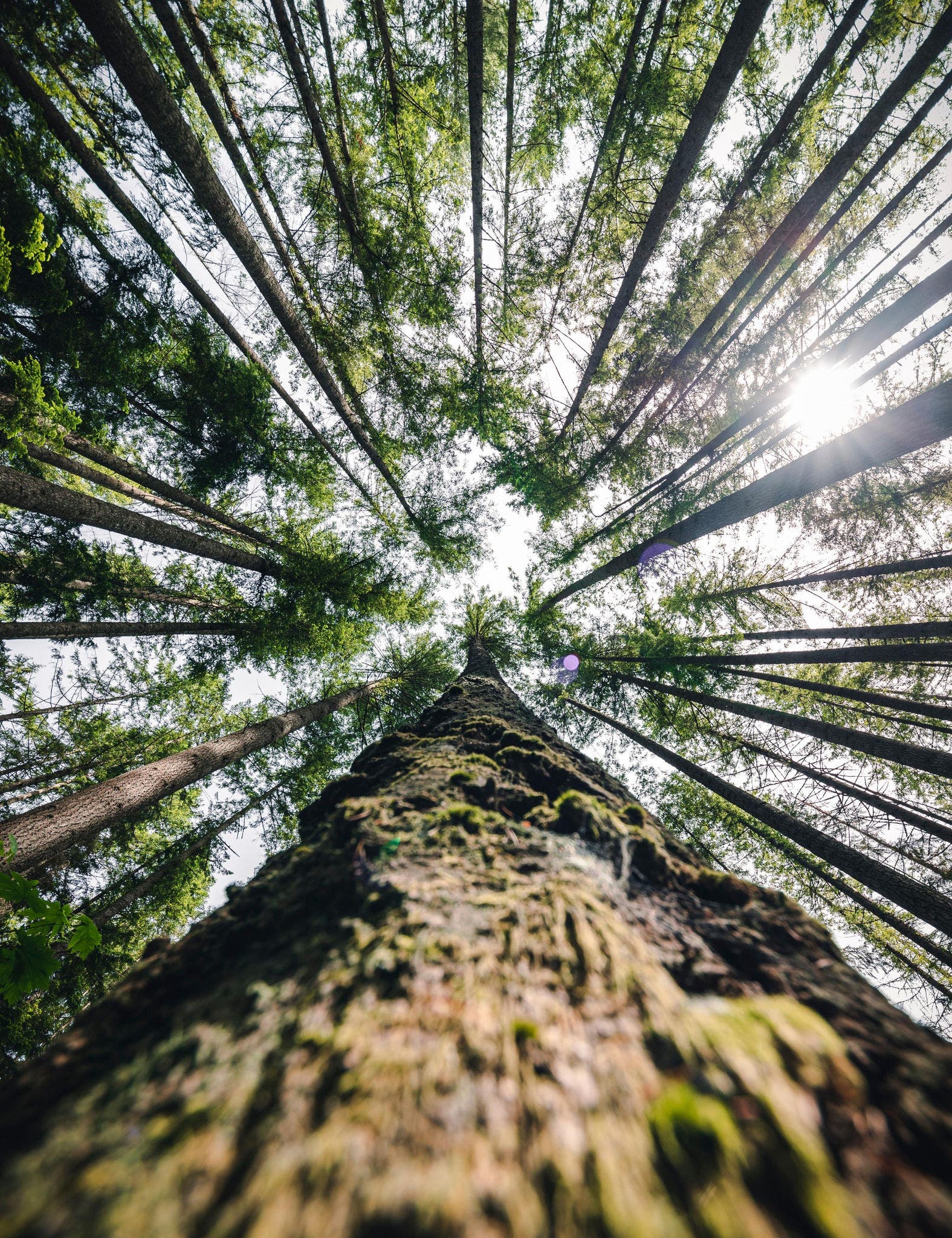 A forest of trees, highlighting the impact of climate change